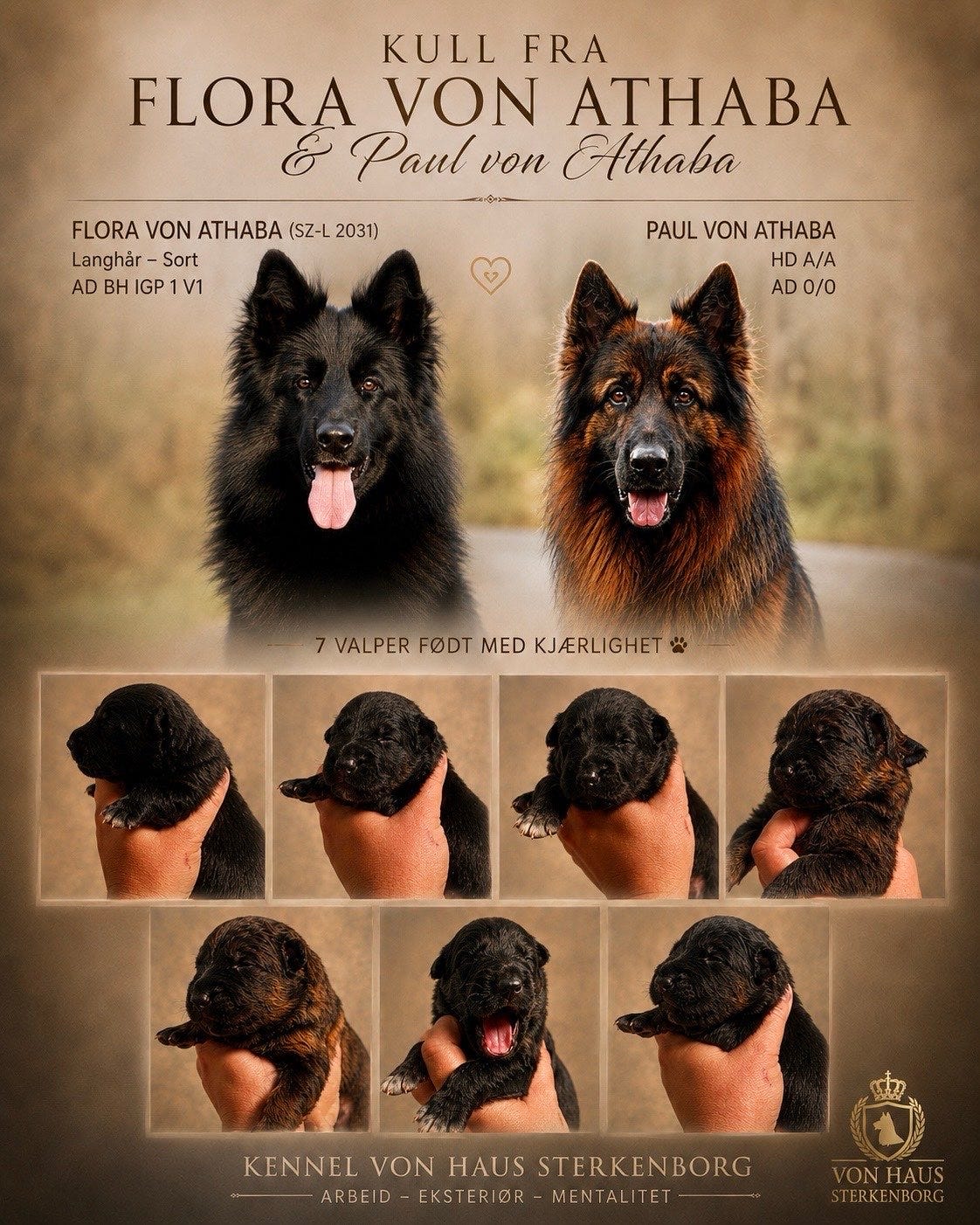 Schäferhund langhår
