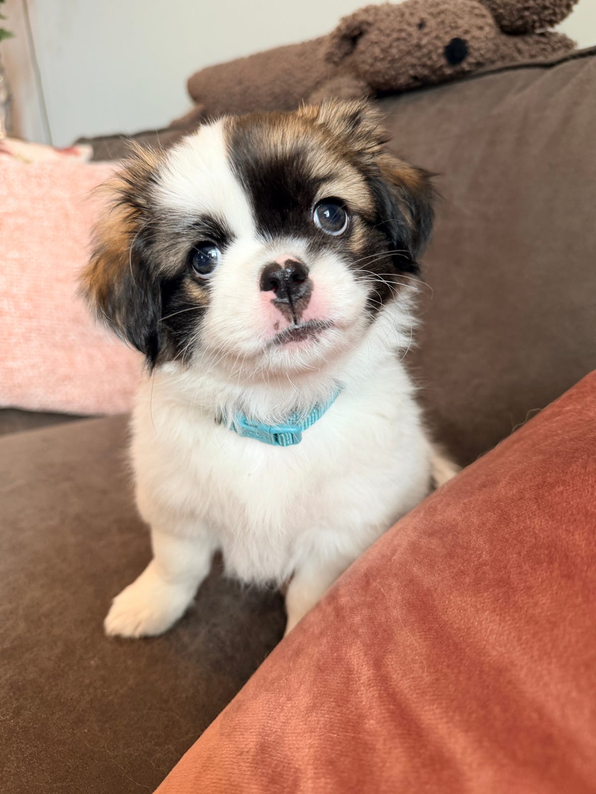 Tibetansk spaniel