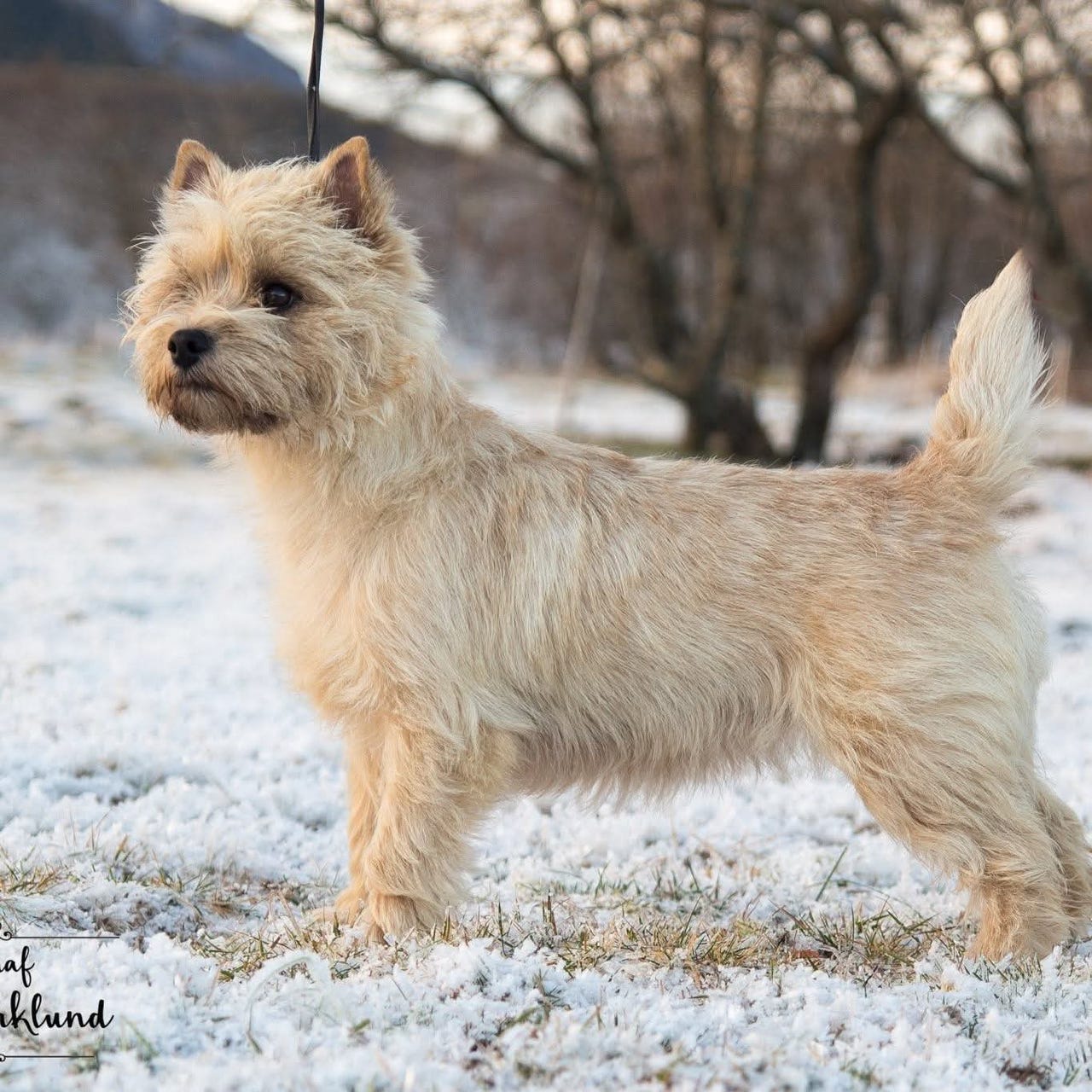 Cairn terrier
