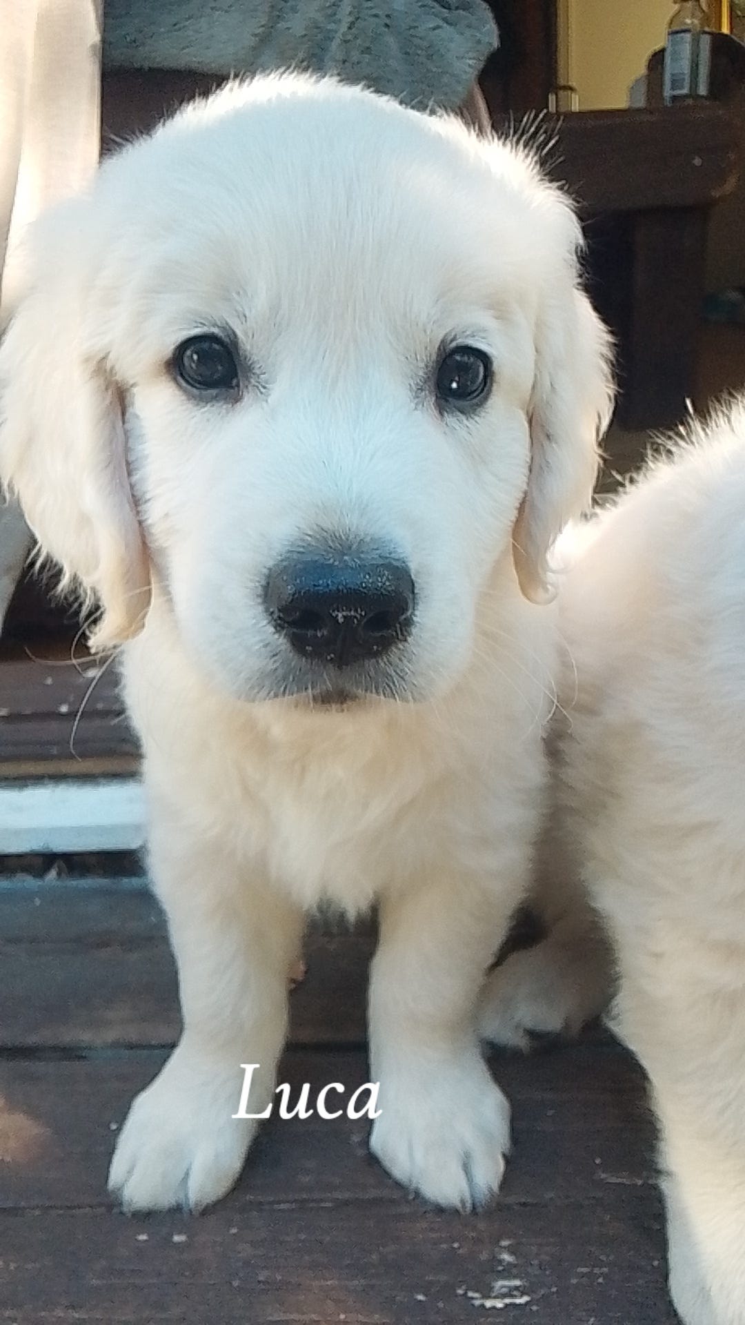 Golden retriever