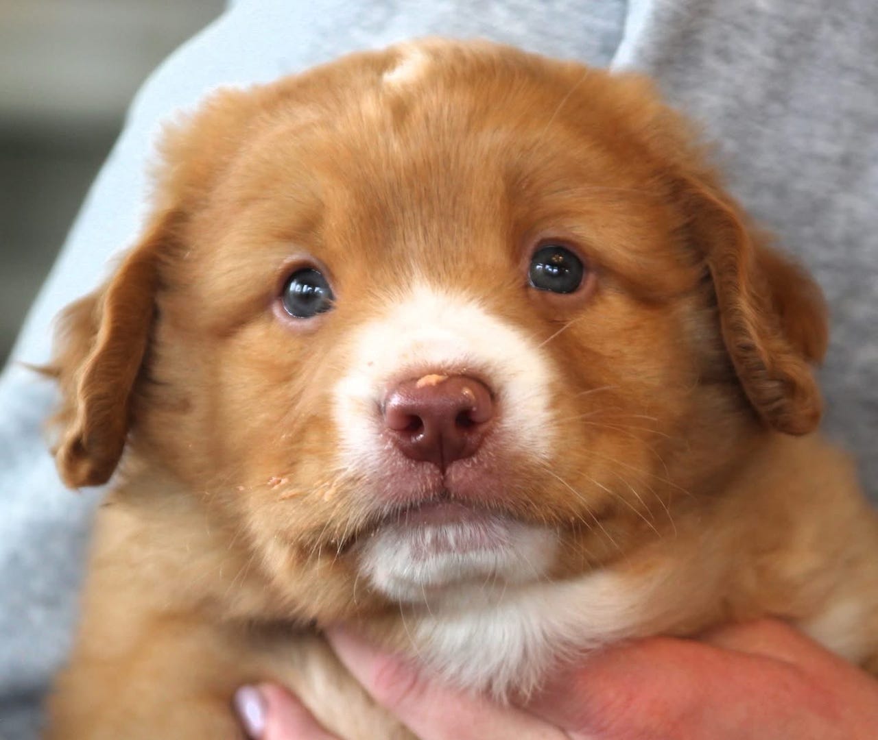 Nova scotia duck tolling retriever