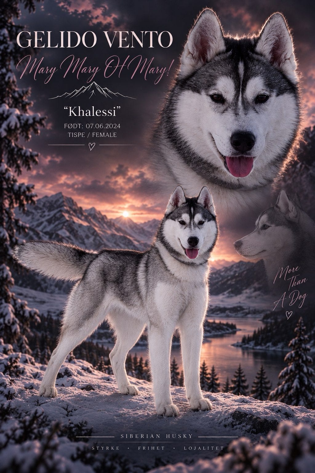 Siberian husky