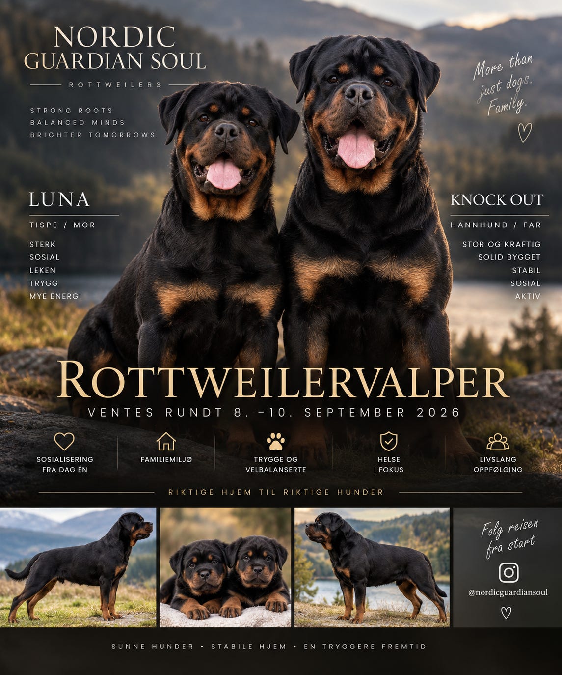Rottweiler