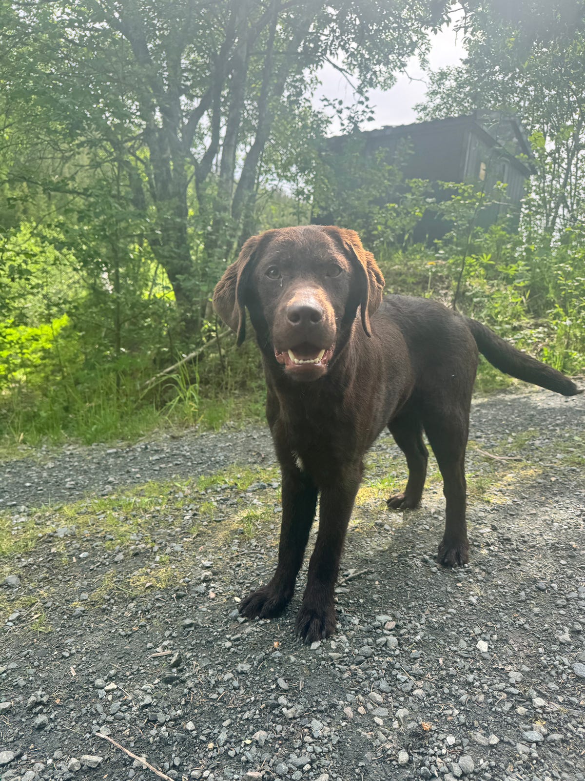 Labrador retriever