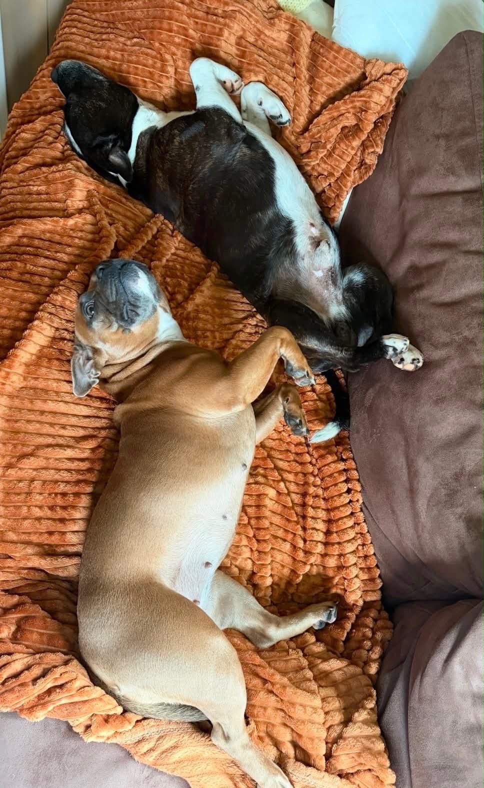Staffordshire bull terrier