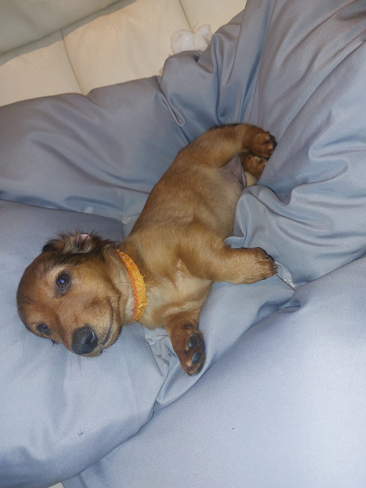 Dachshund langhåret