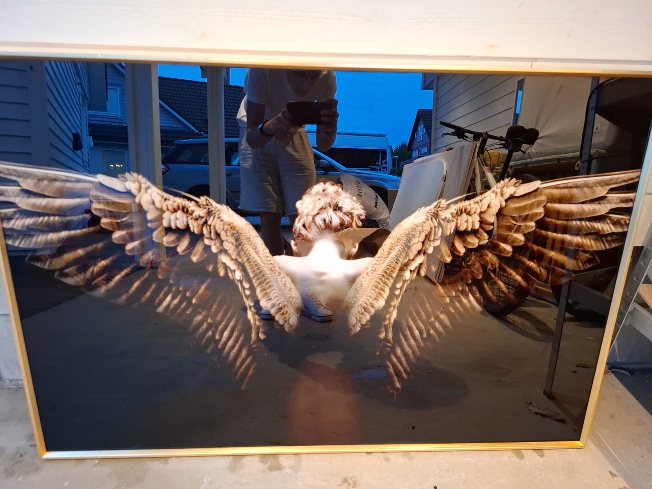 Angelwings bilde