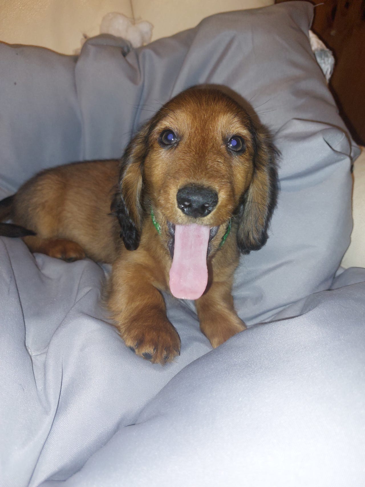 Dachshund langhåret