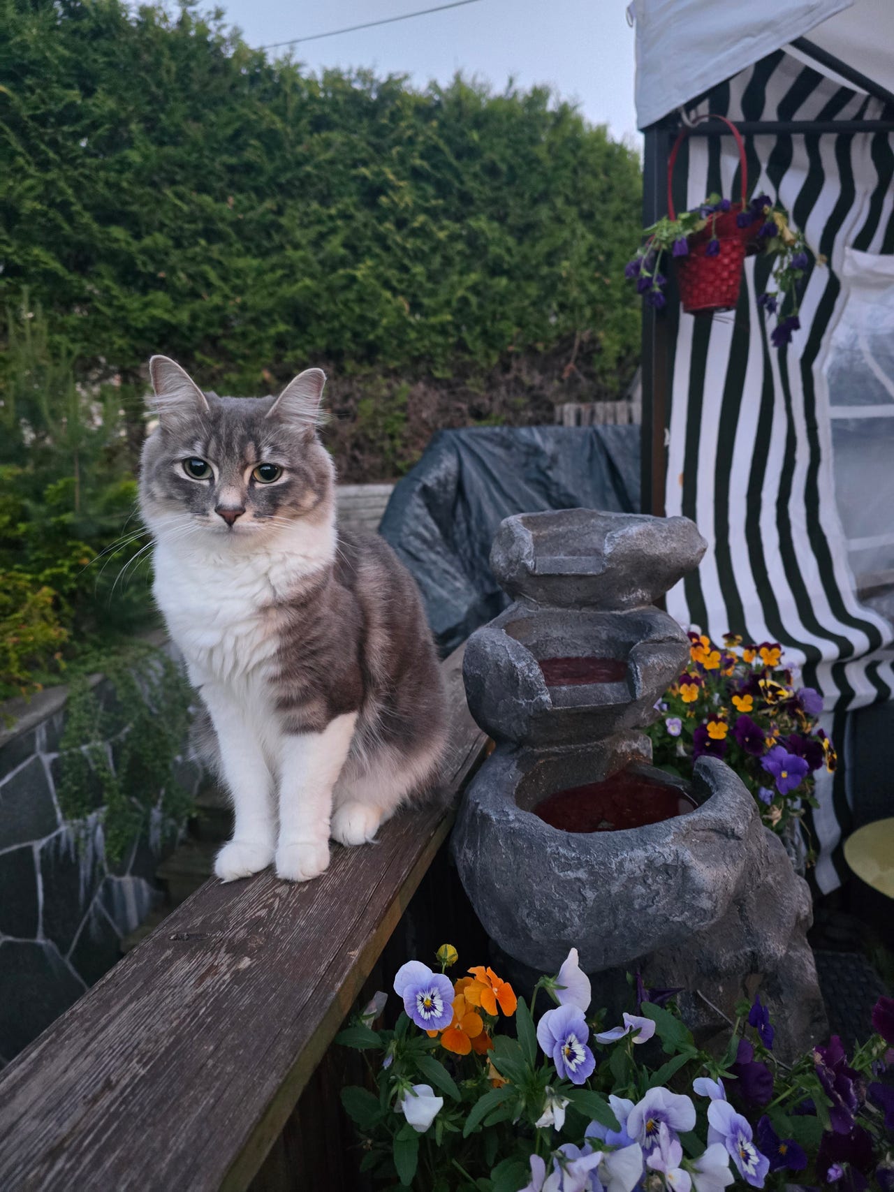 Katter / Blandingskatter