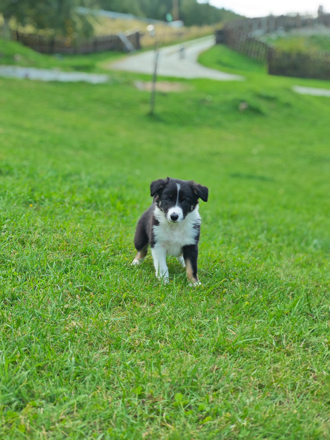 Border collie