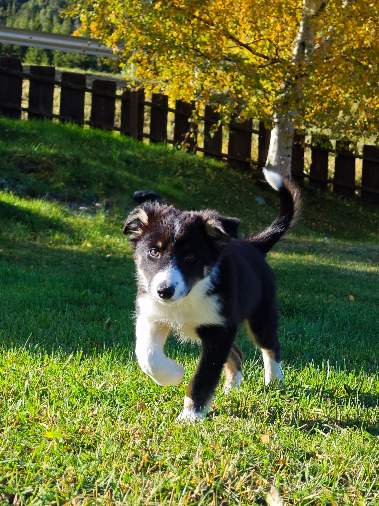Border collie