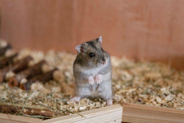 Dverg Hamster (inkl. bur og alt utstyr)