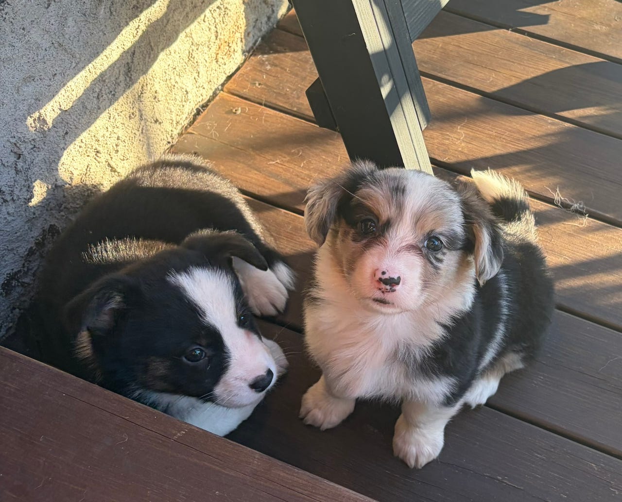 Welsh corgi cardigan