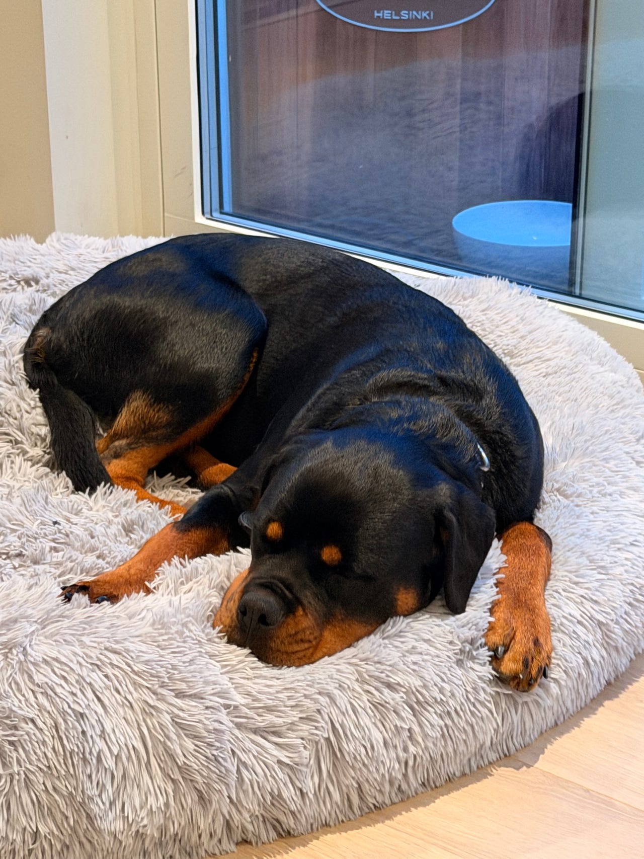 Rottweiler
