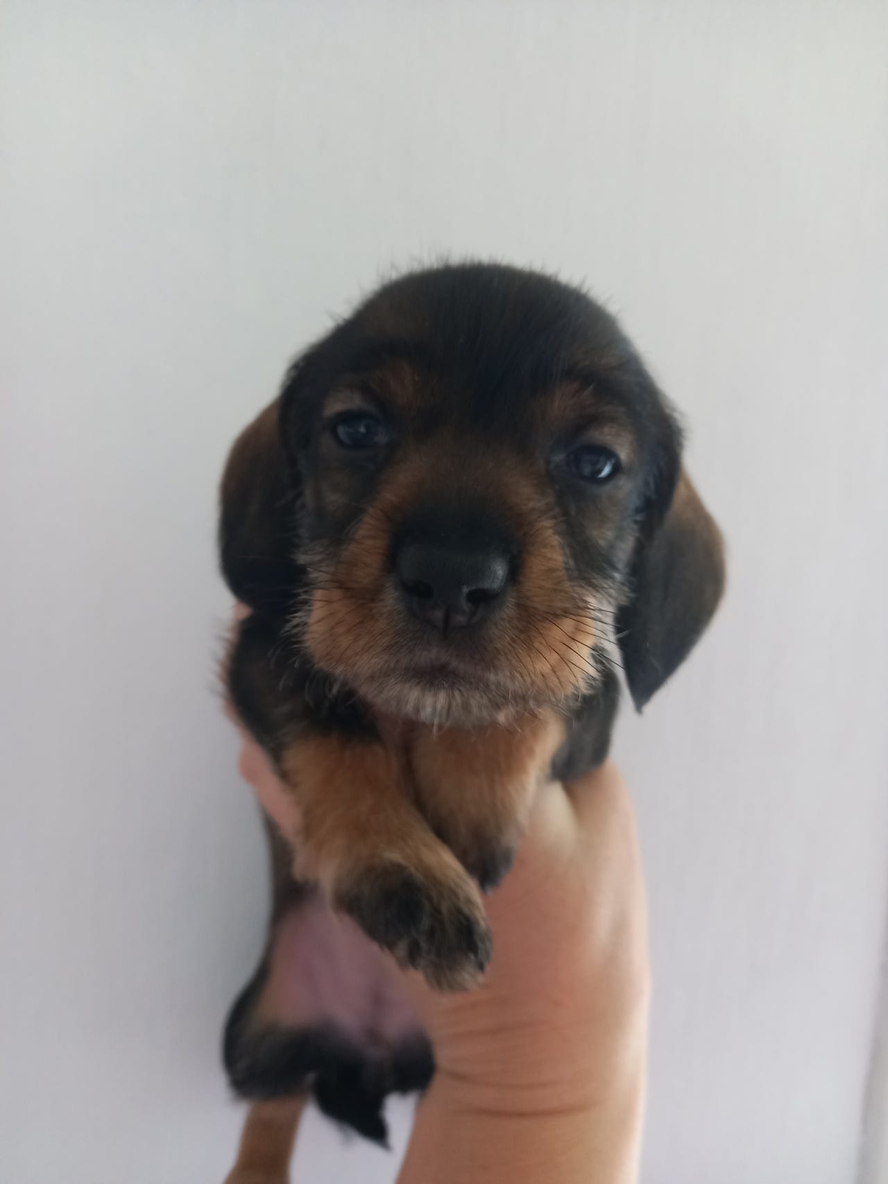 Dachshund strihåret