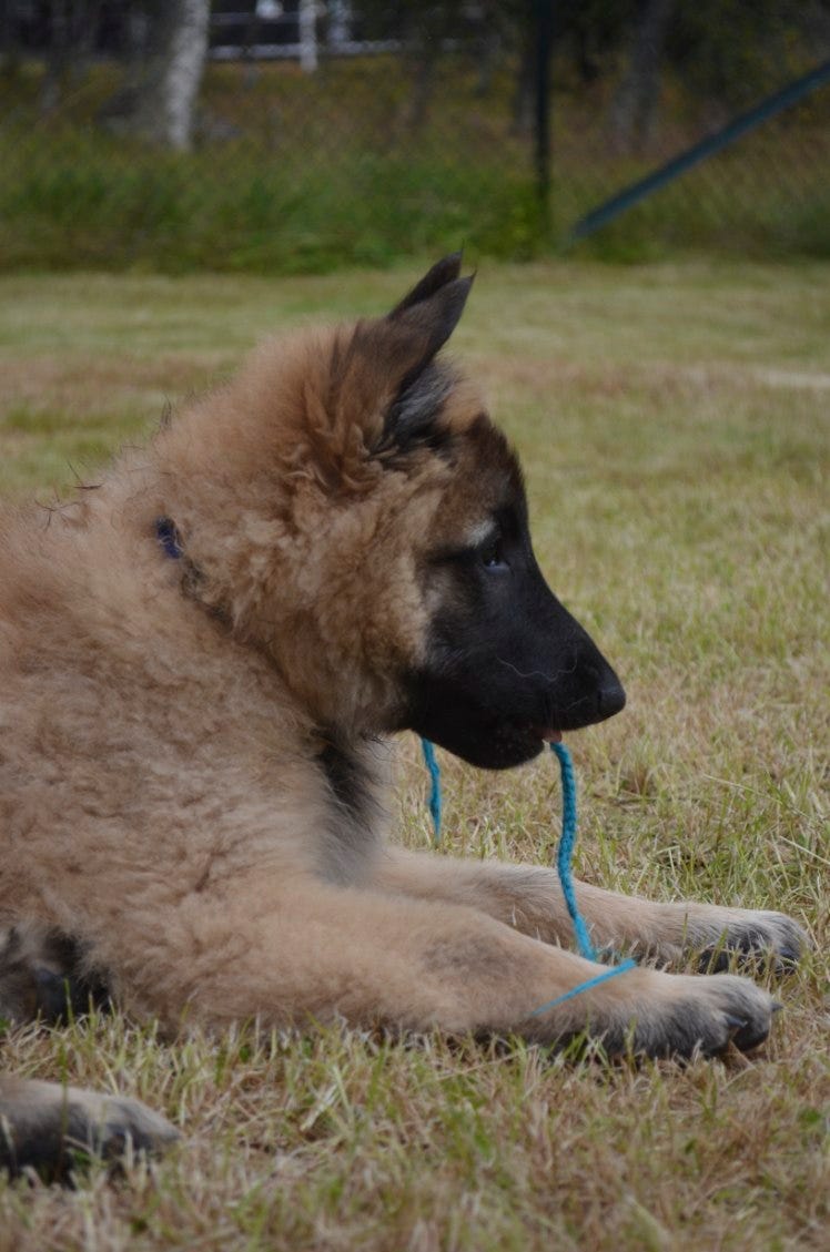 Belgisk fårehund, tervueren
