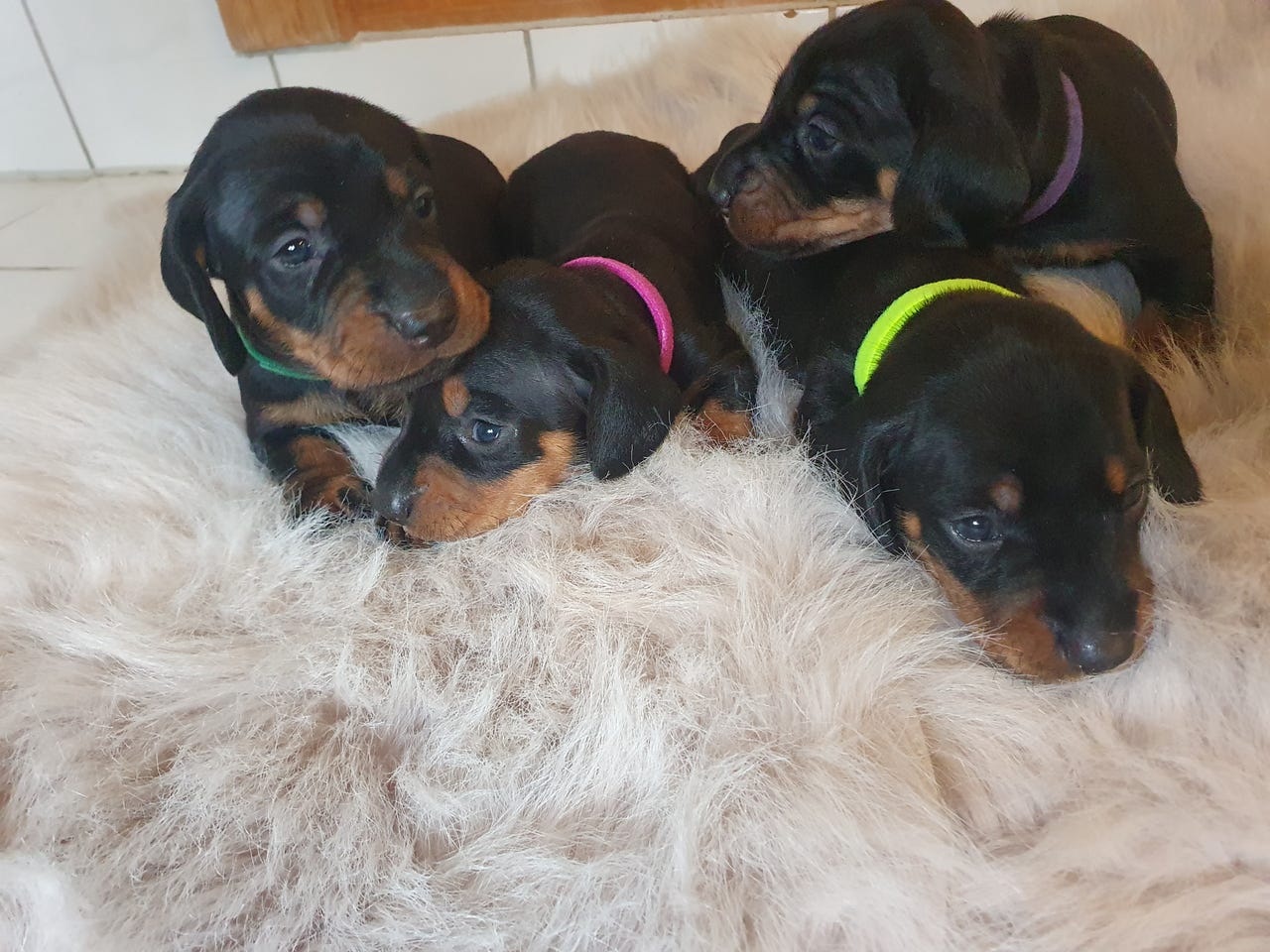 Dachshund korthåret