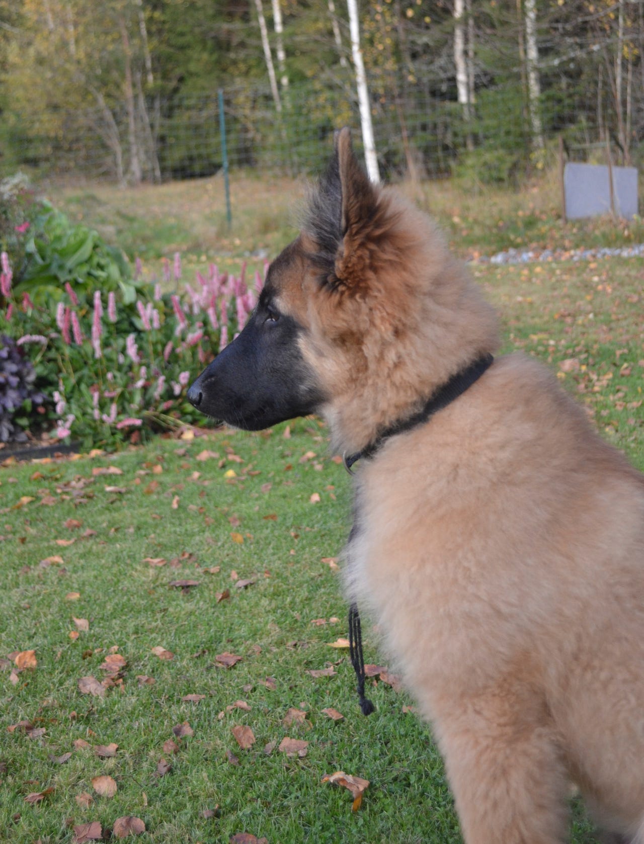 Belgisk fårehund, tervueren