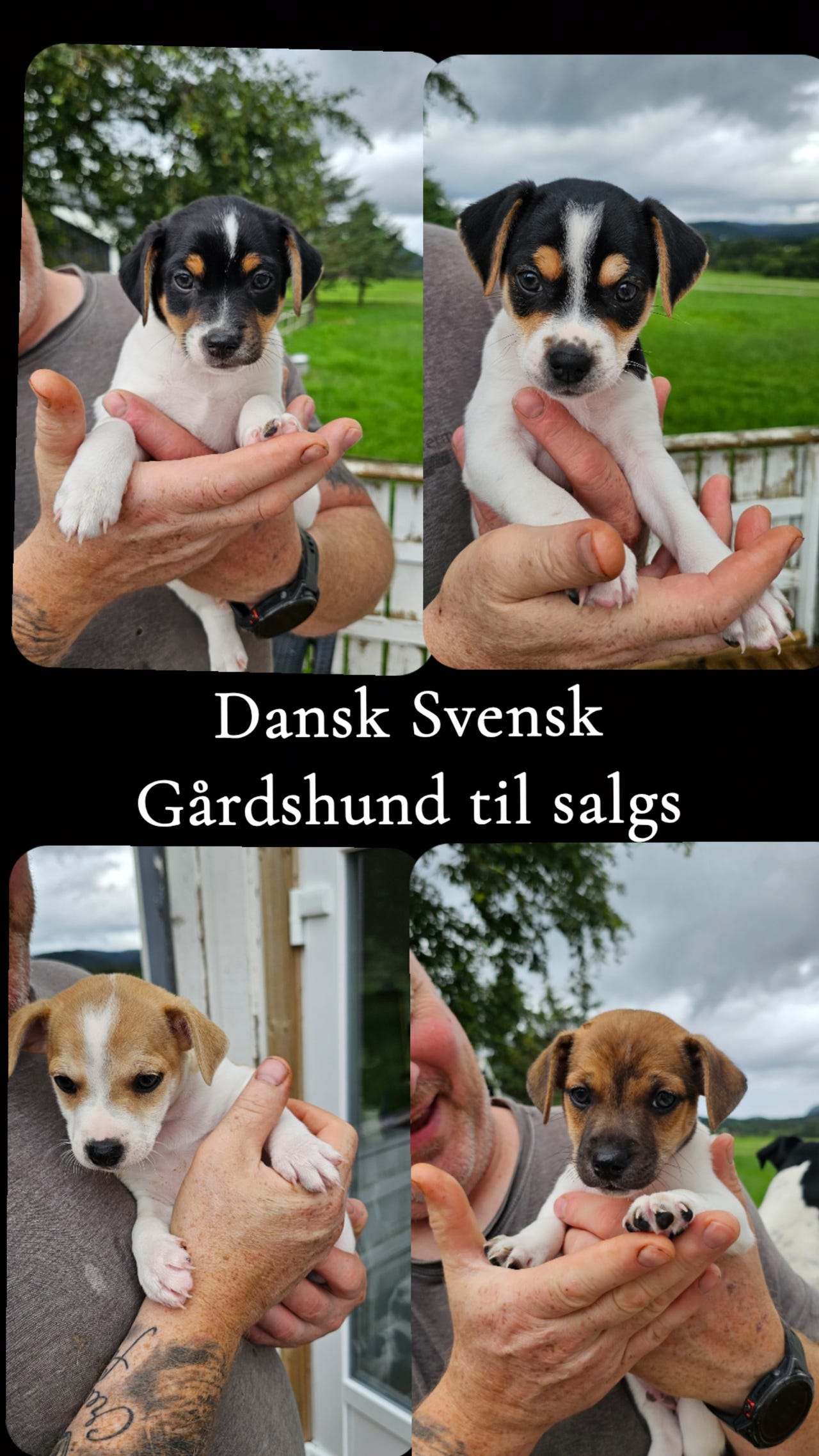 Dansk-svensk gårdshund