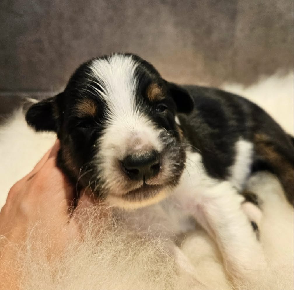 Border collie