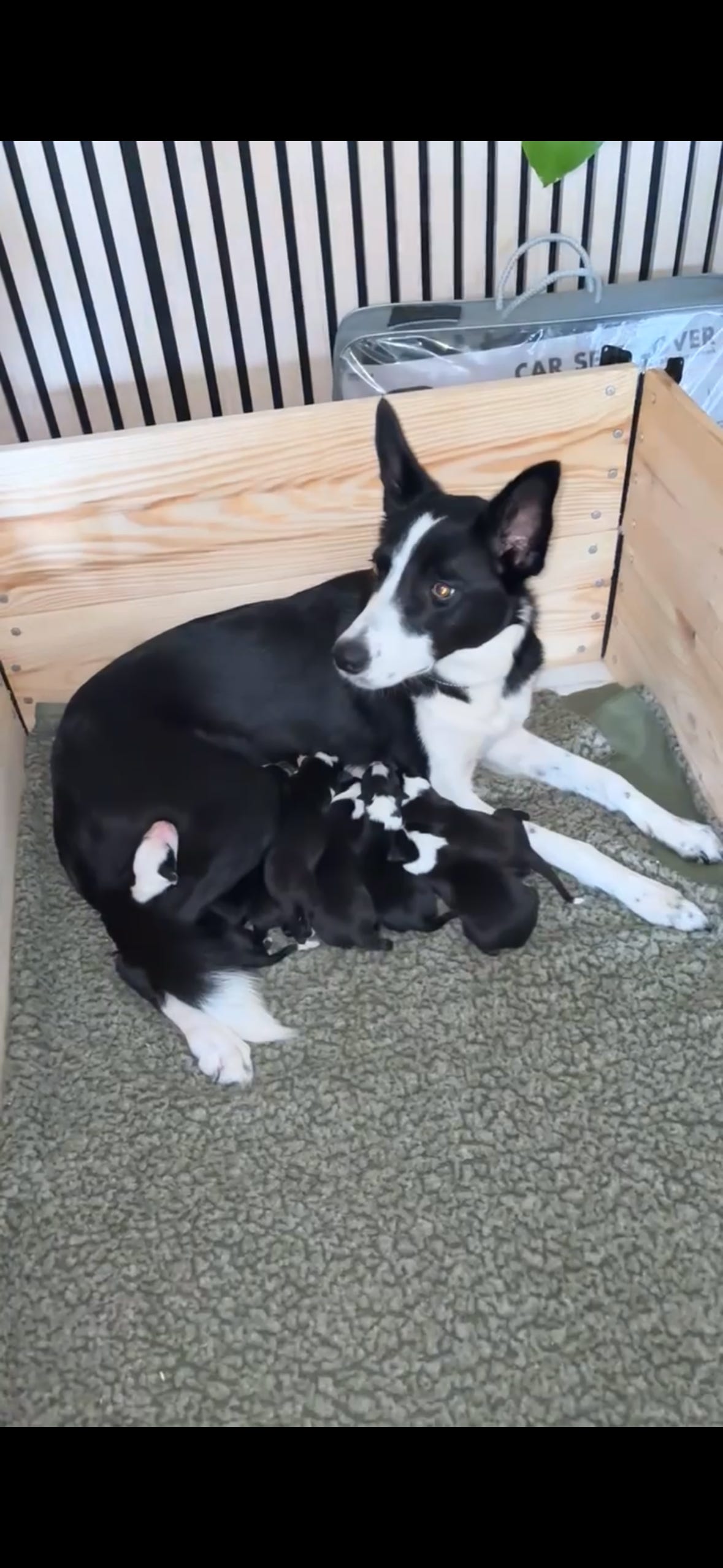 Border collie