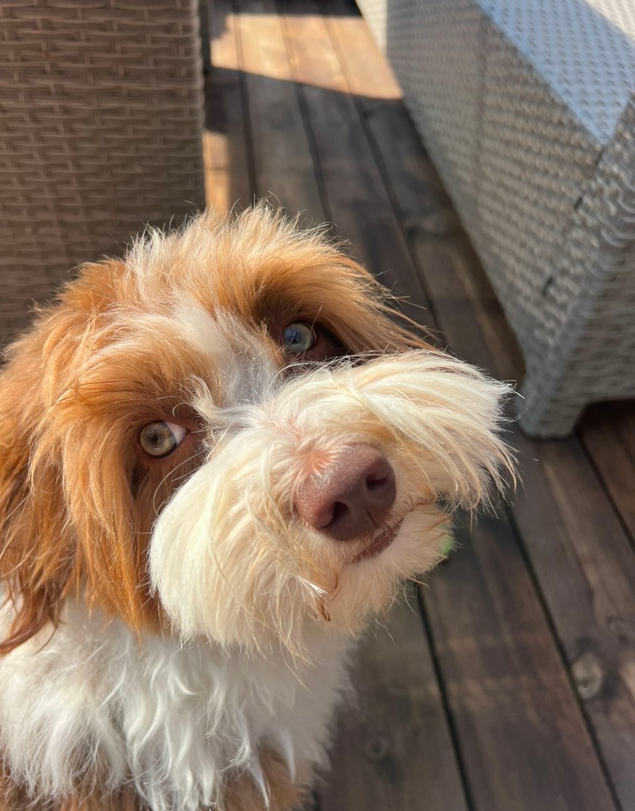 Bichon havanais