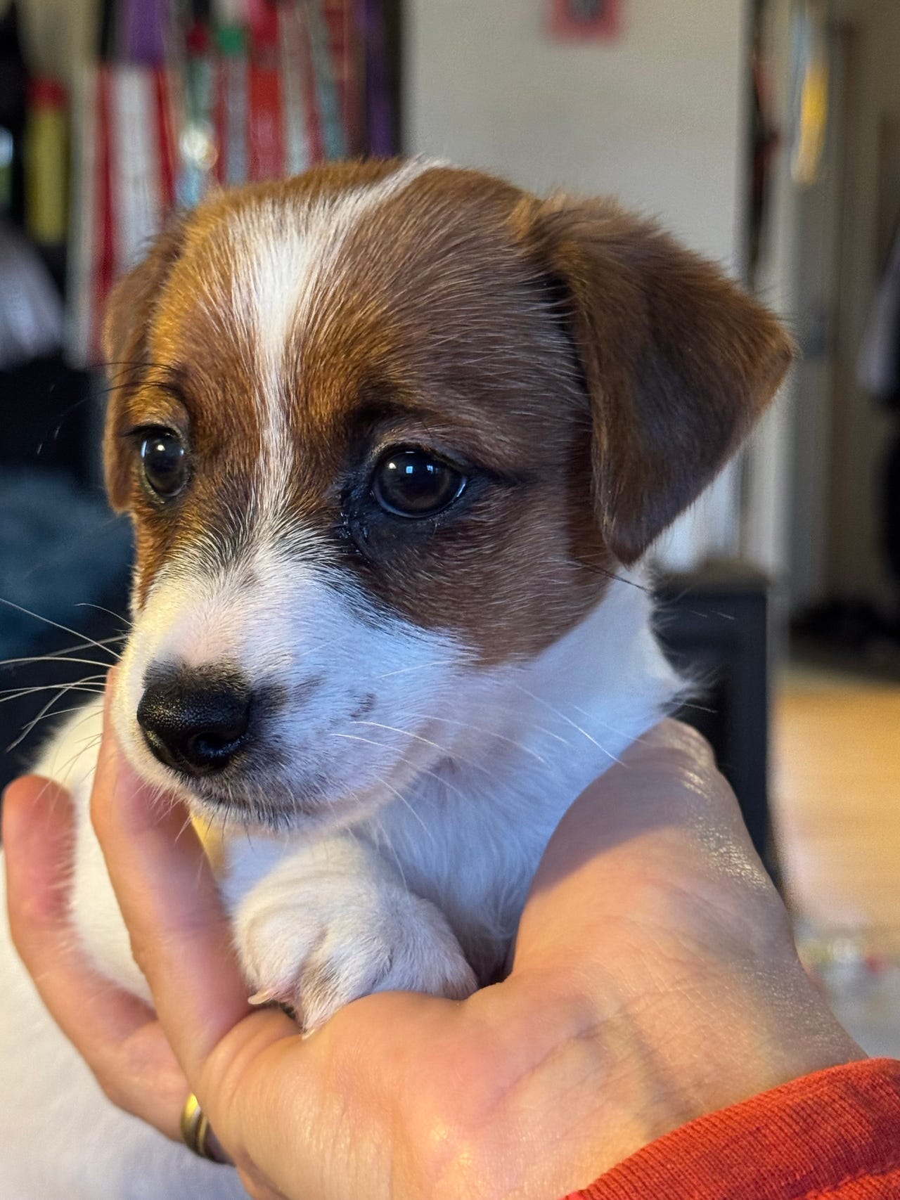 Jack russell terrier