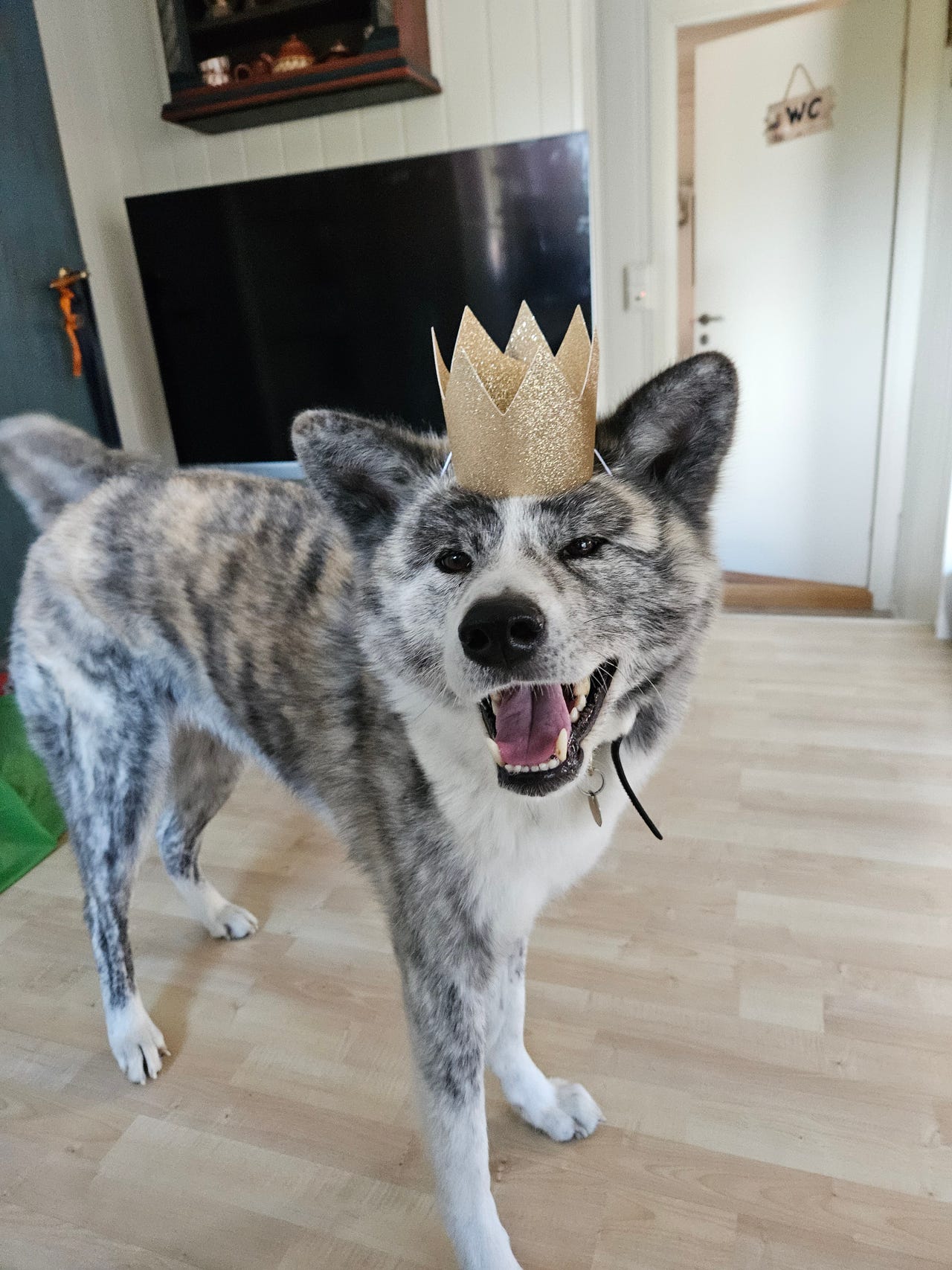 Akita