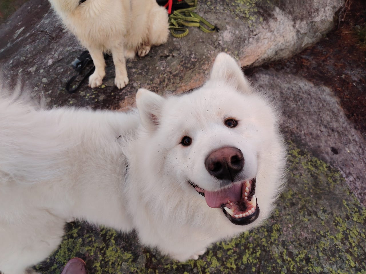 Samojedhund
