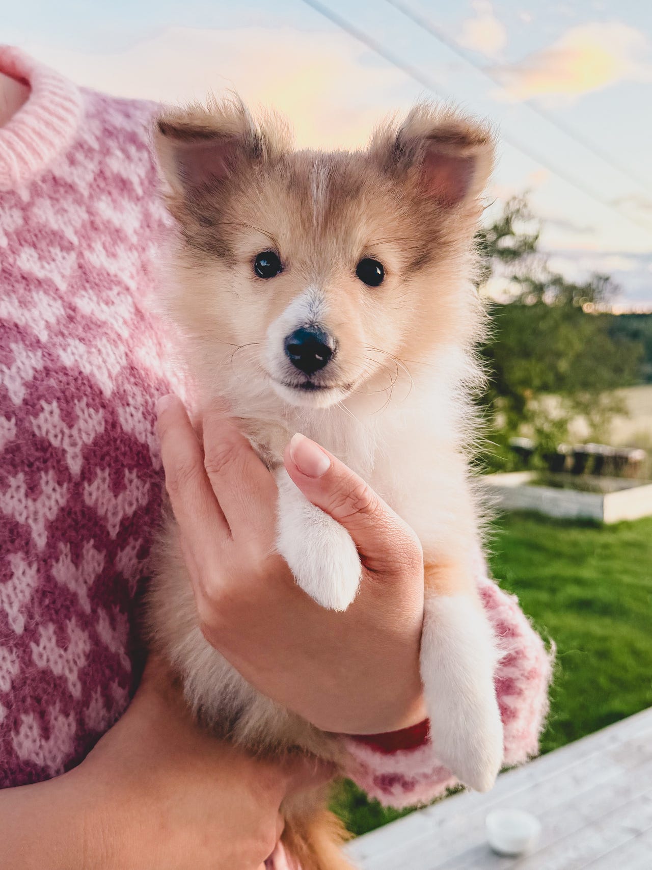 Shetland sheepdog