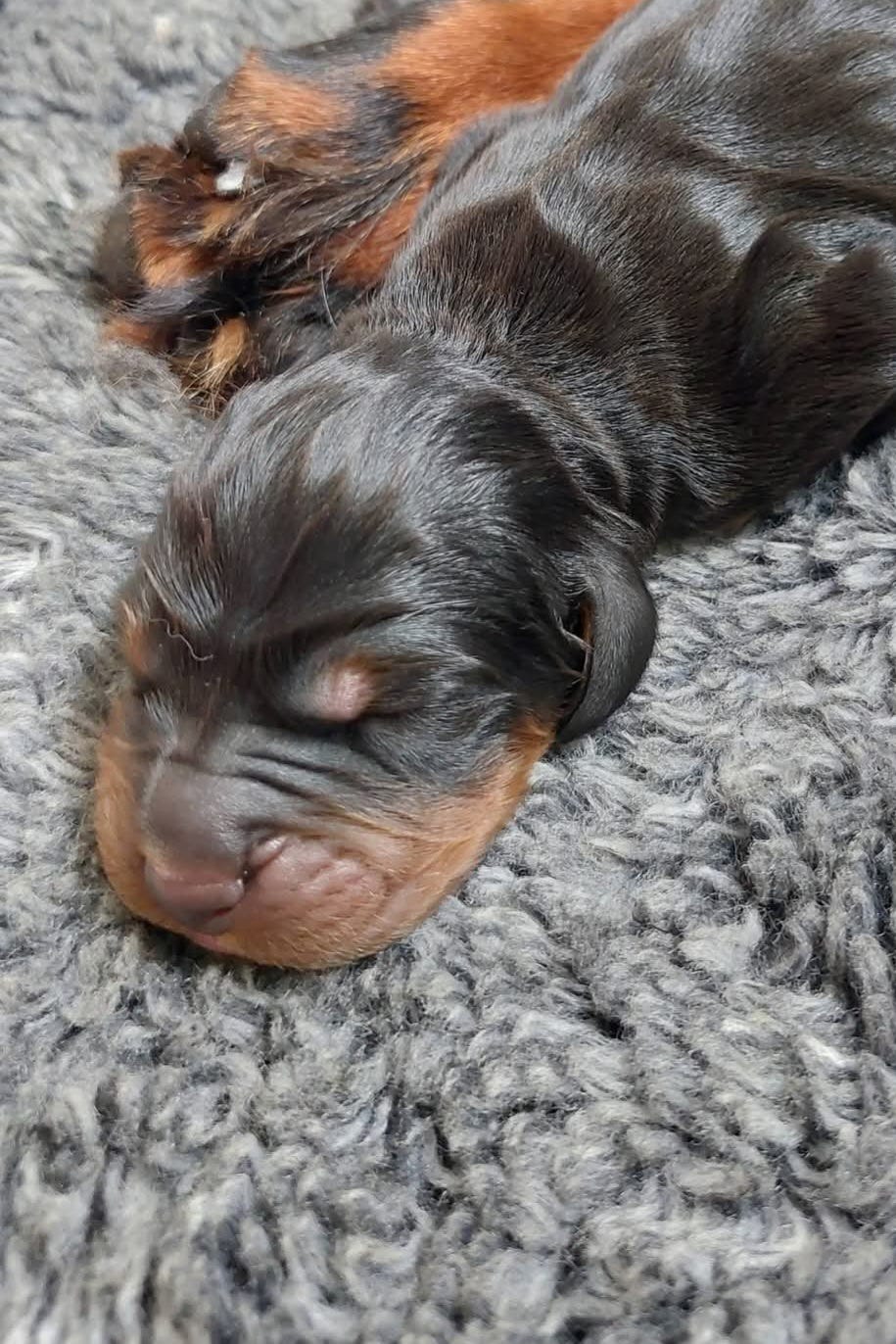 Gordon setter