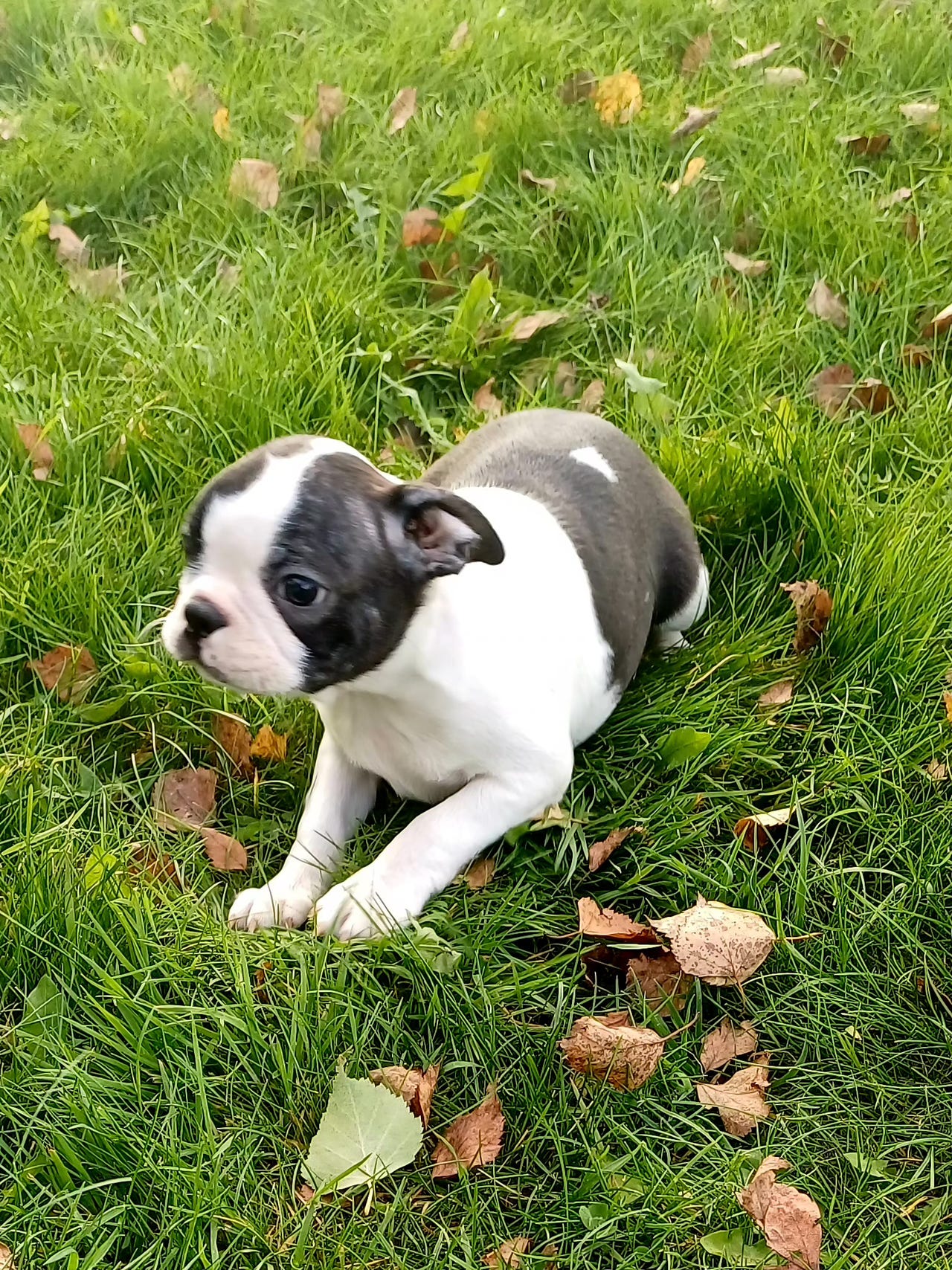 Boston terrier