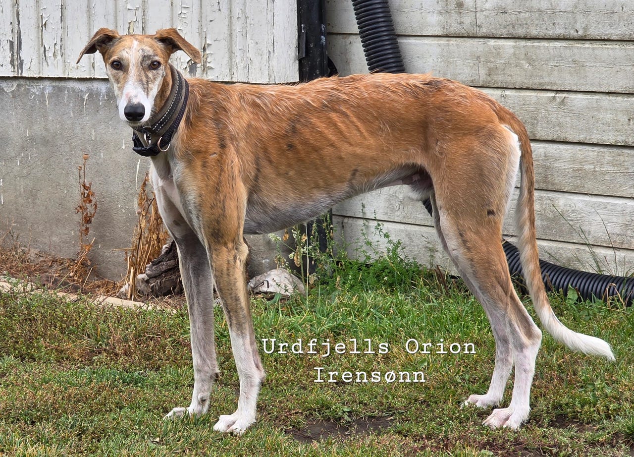 Spansk galgo