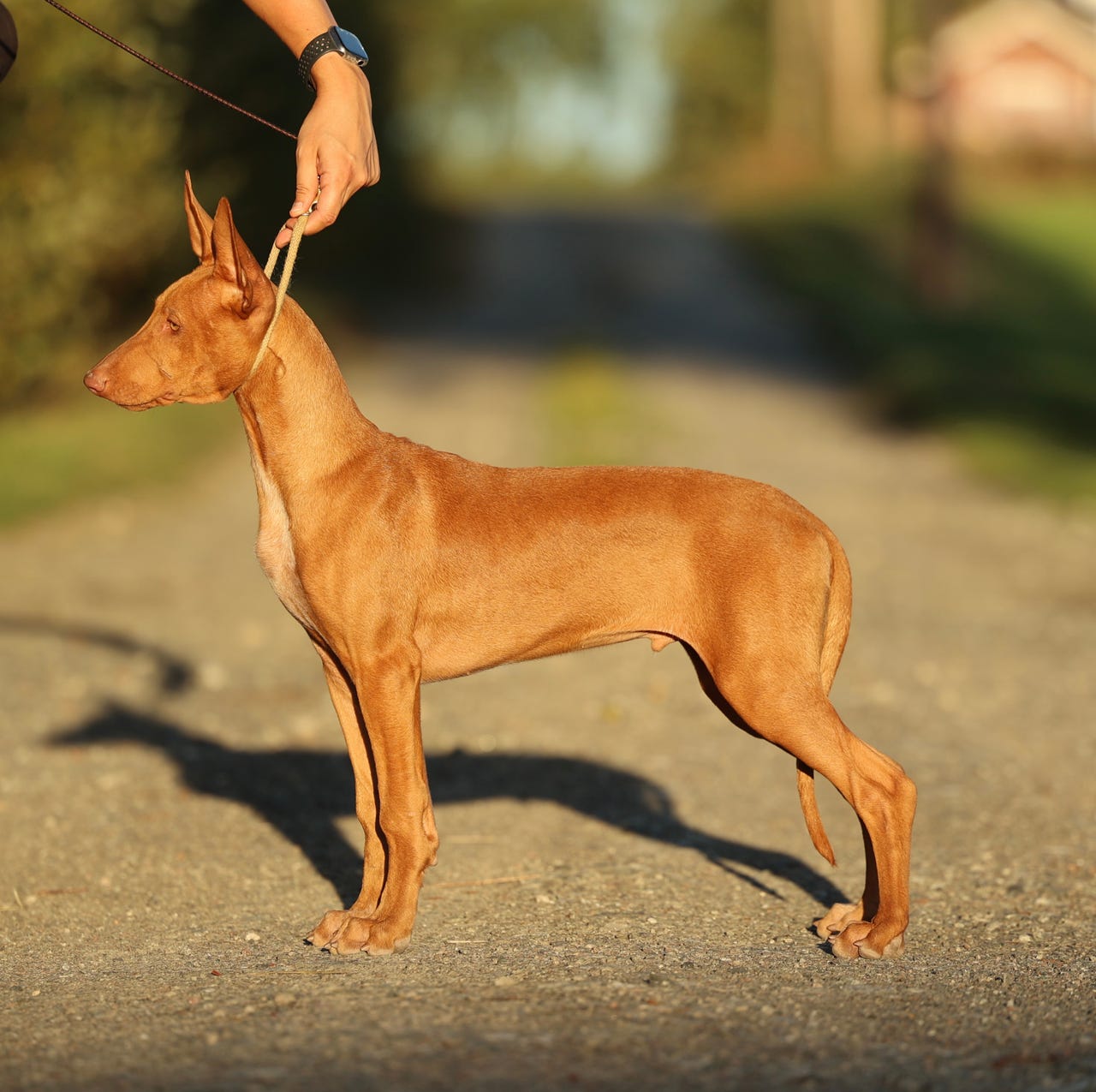 Faraohund