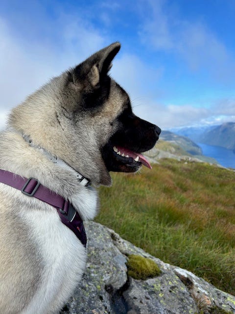 American akita