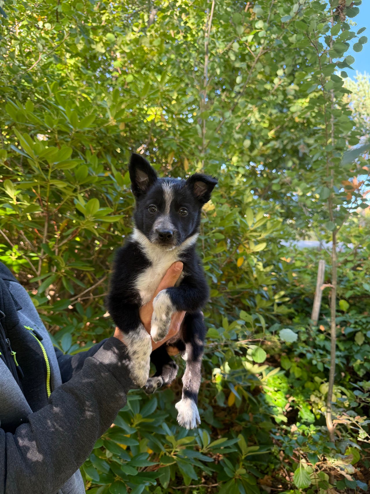 Border collie