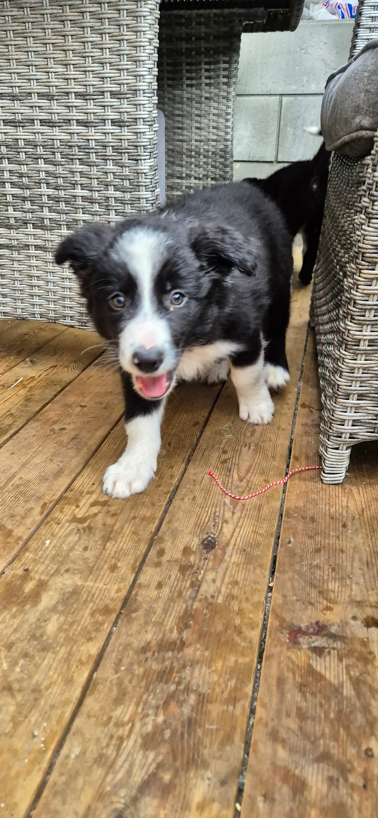 Border collie