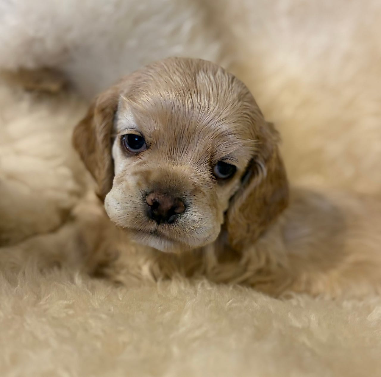 Amerikansk cocker spaniel