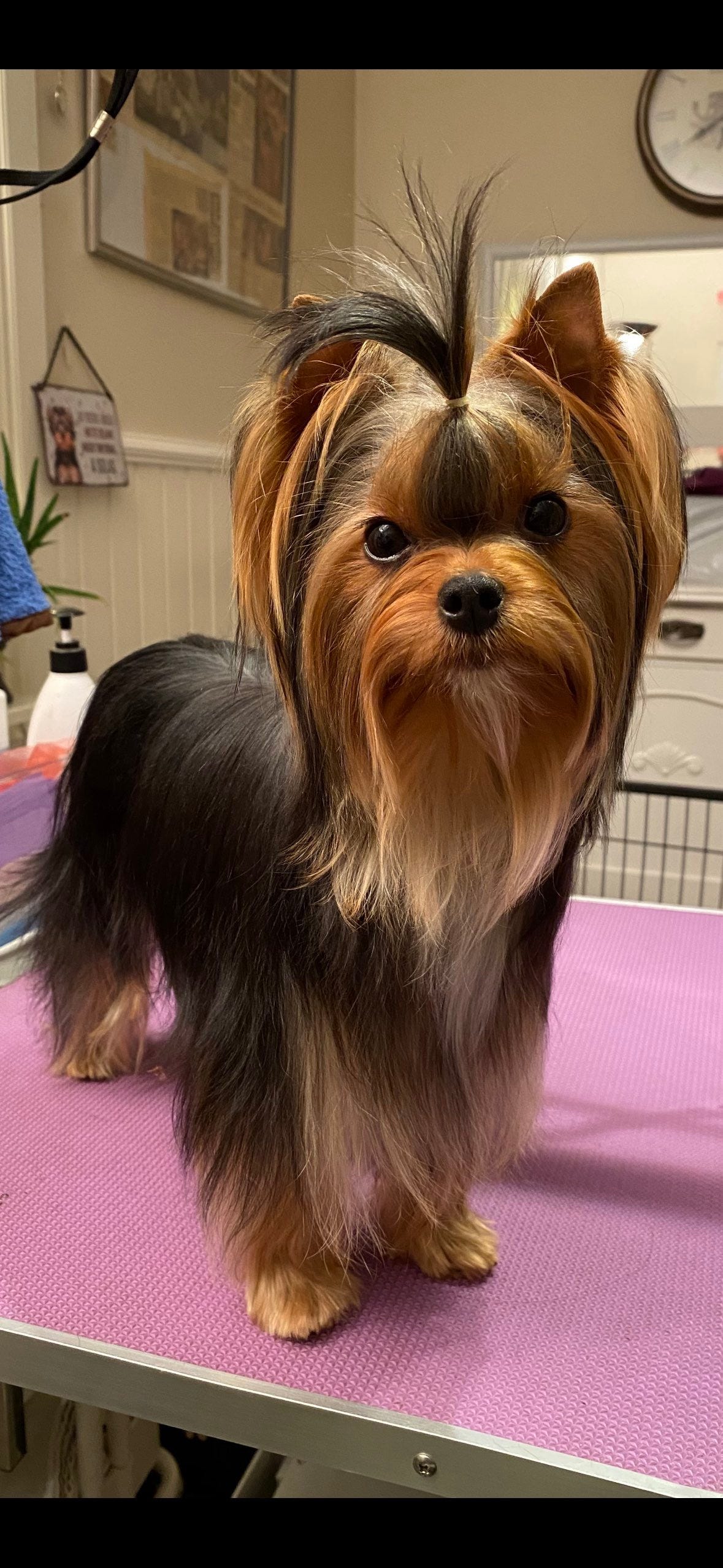 Yorkshire terrier