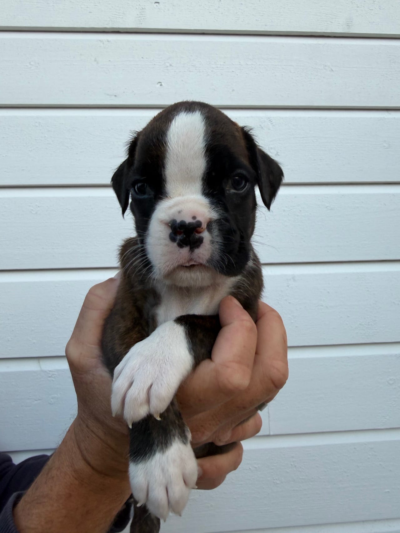 Boxer