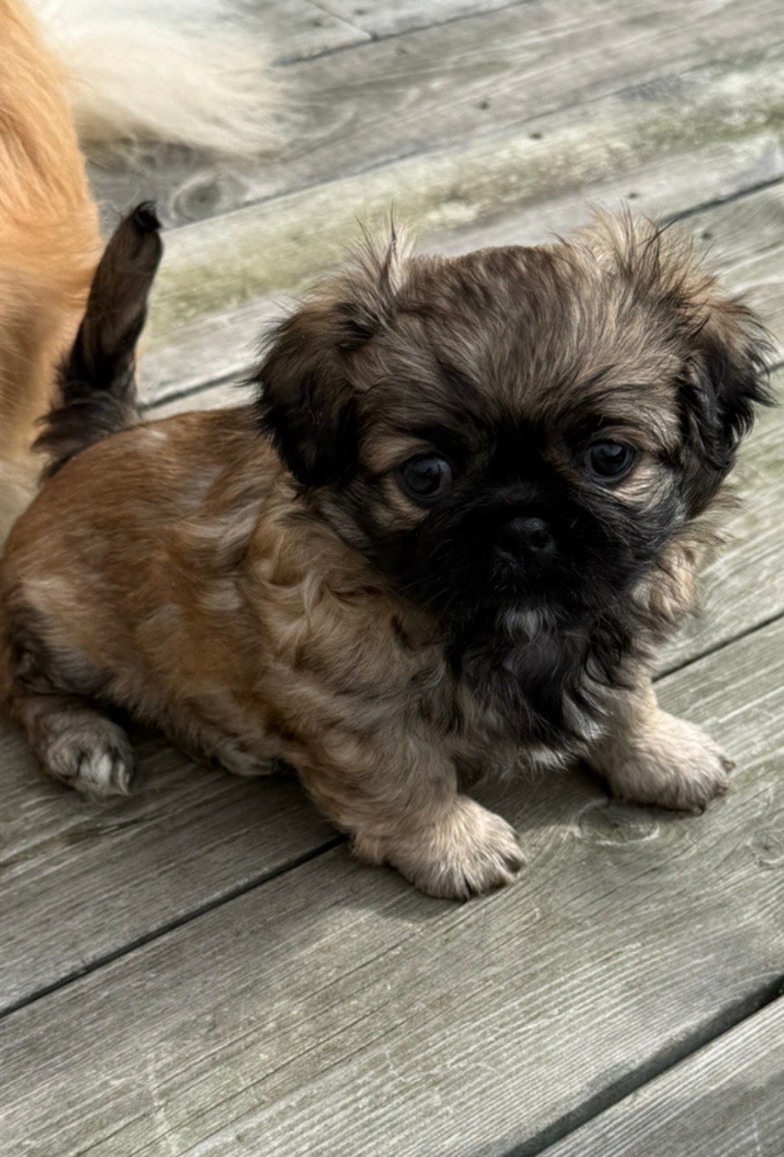 Pekingeser