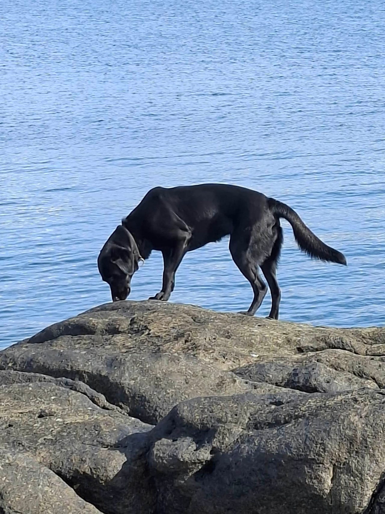 Labrador retriever