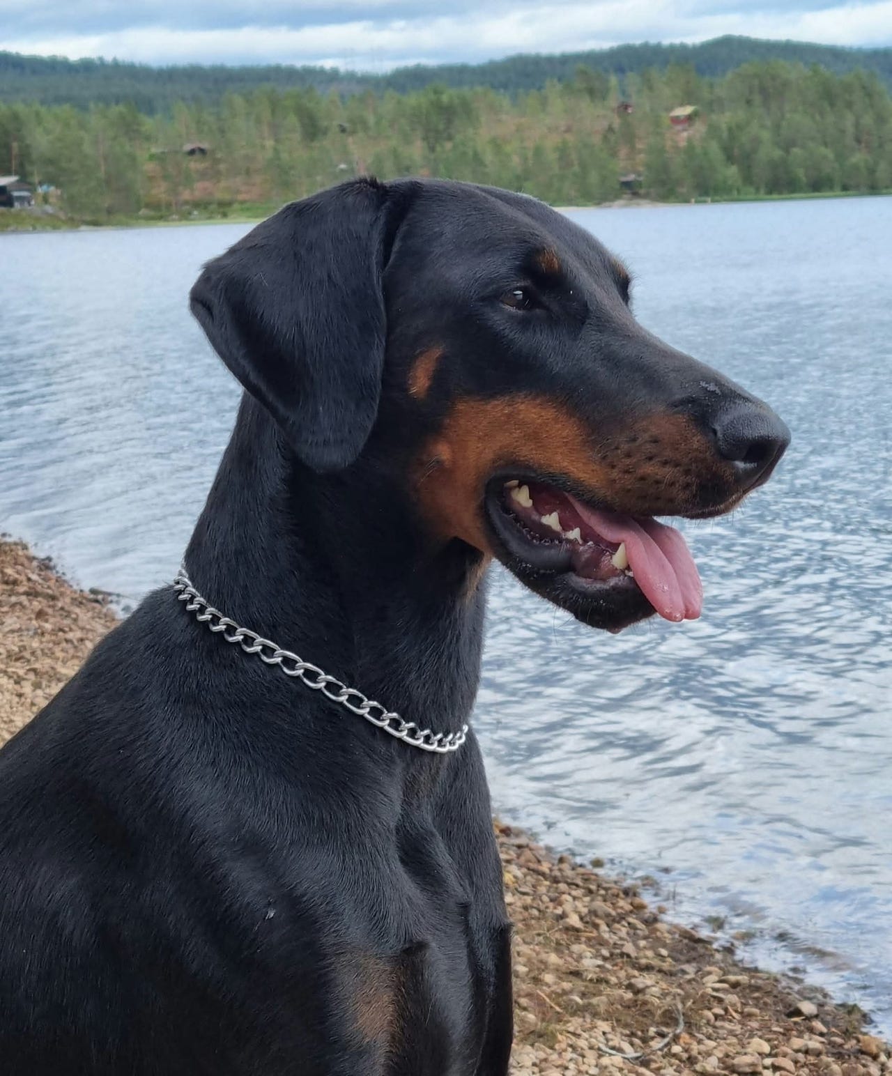 Dobermann