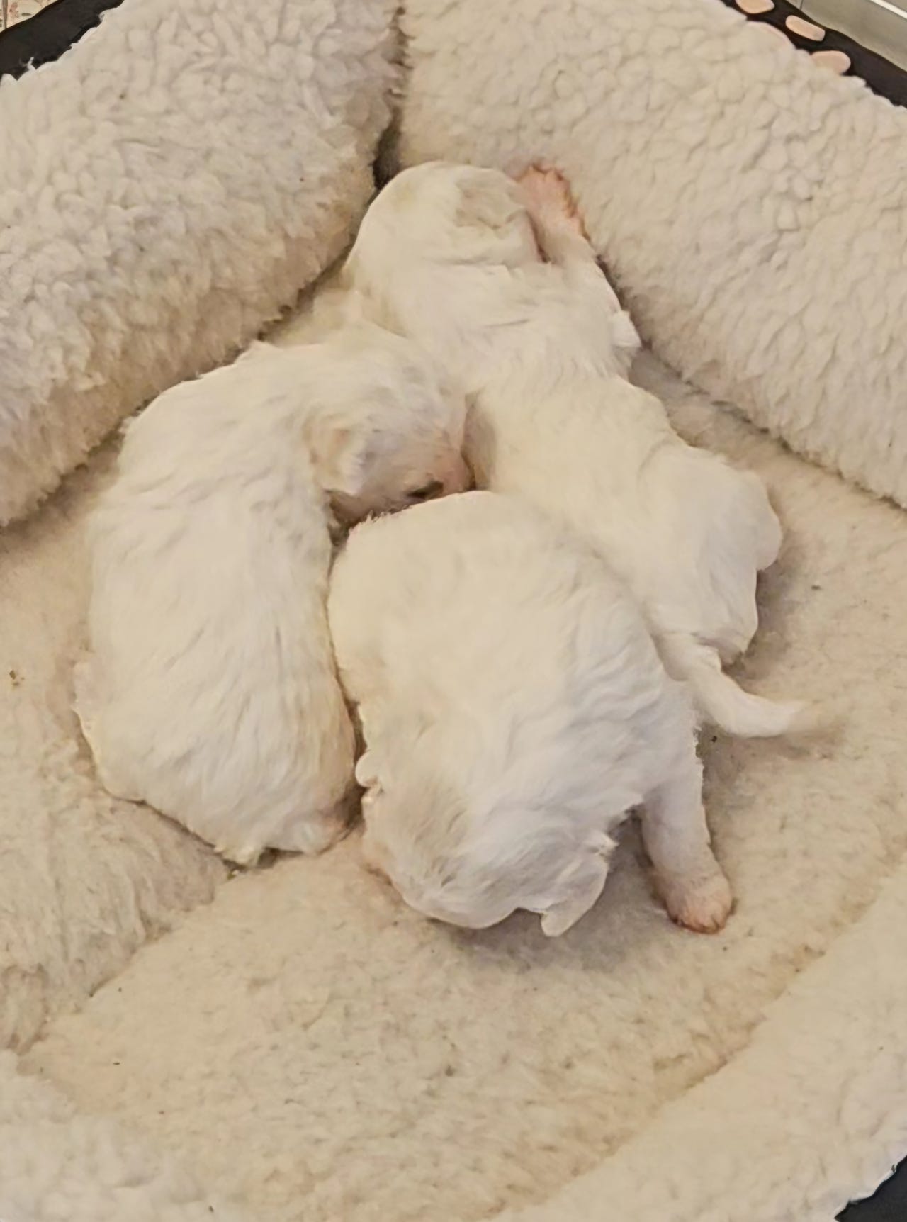 Bichon frisé