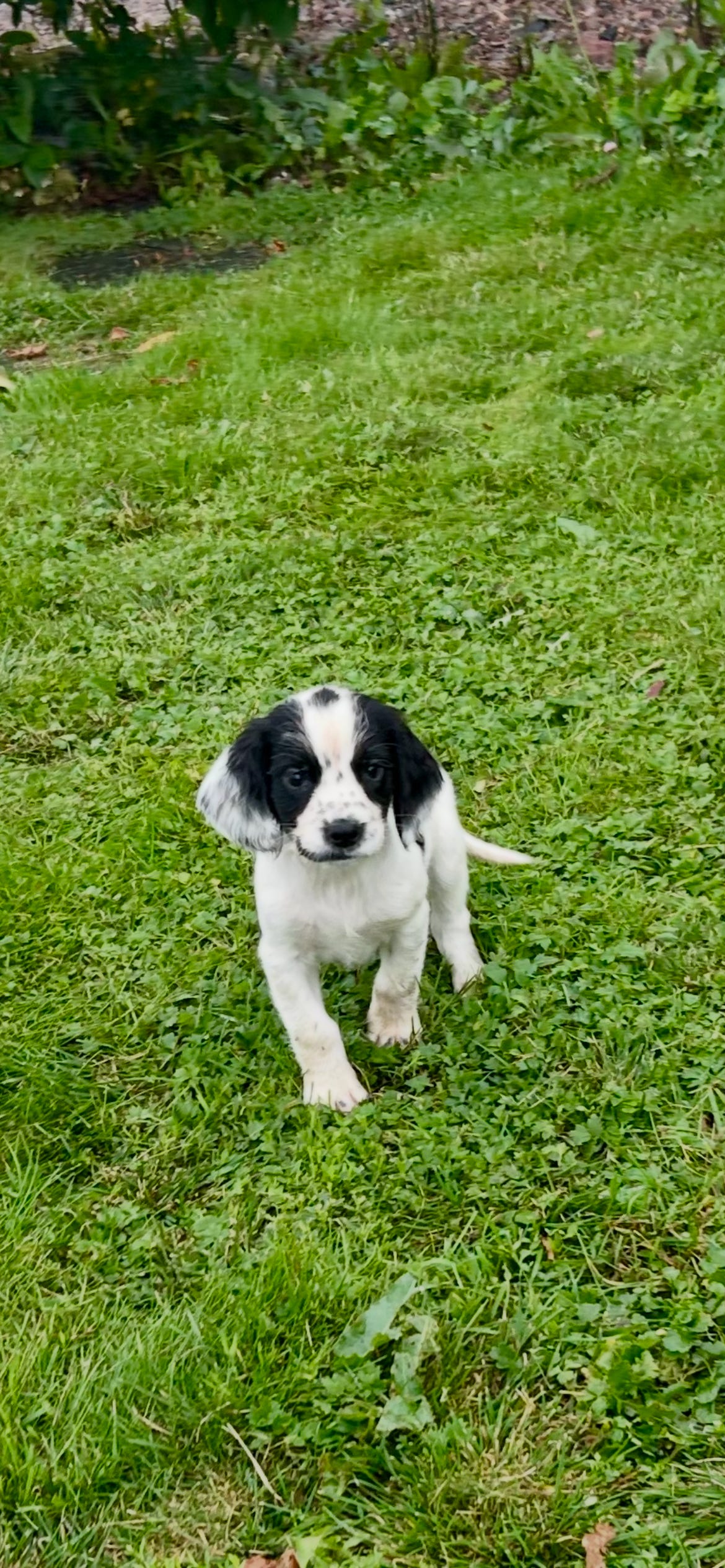 Engelsk springer spaniel