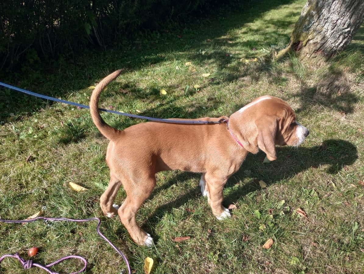Hygenhund