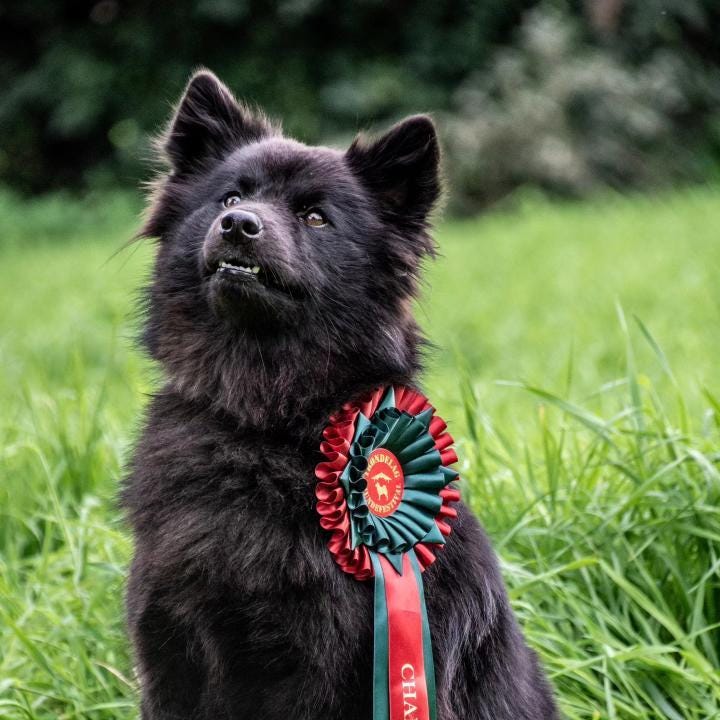 Svensk lapphund