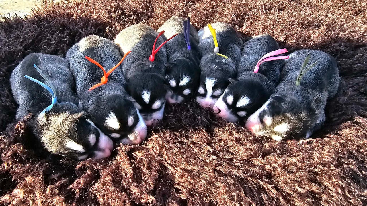 Finsk lapphund
