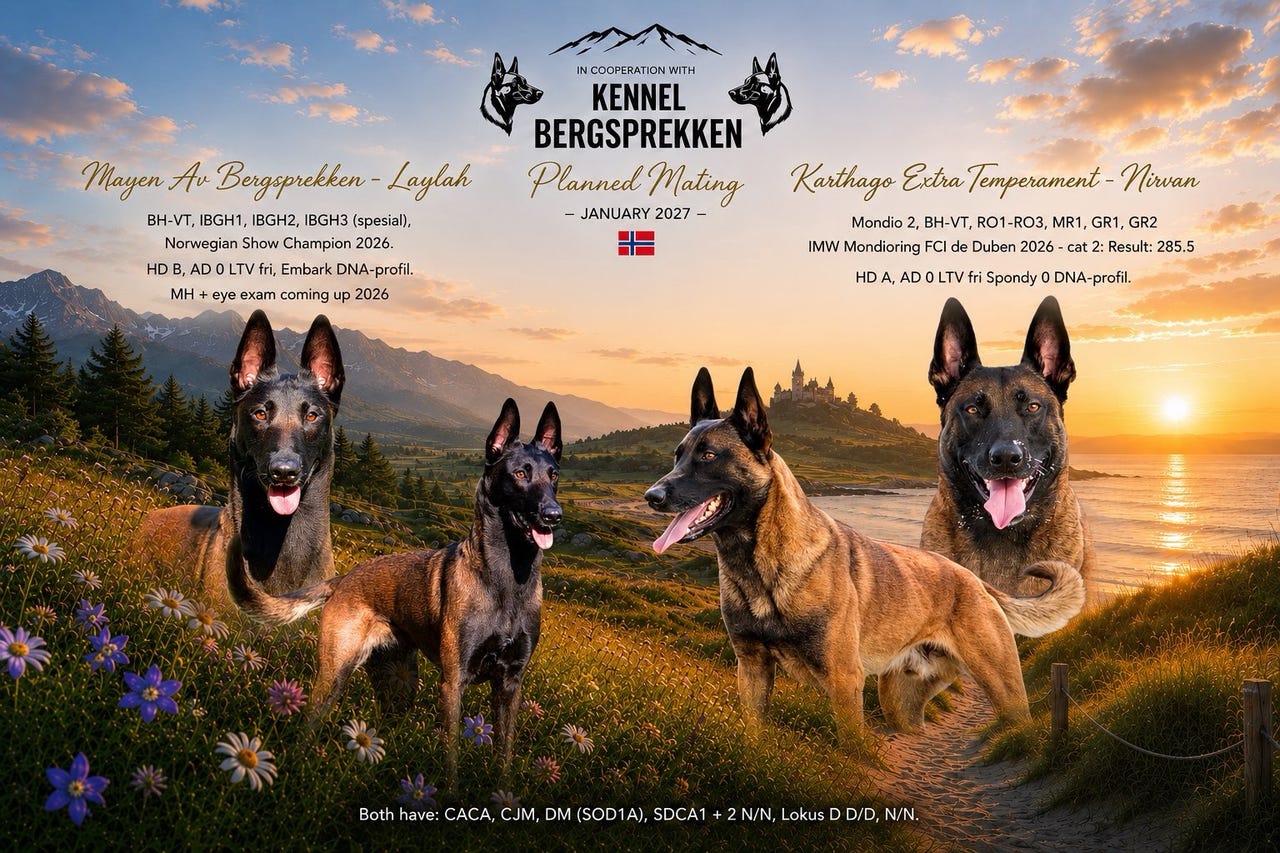 Belgisk fårehund, malinois