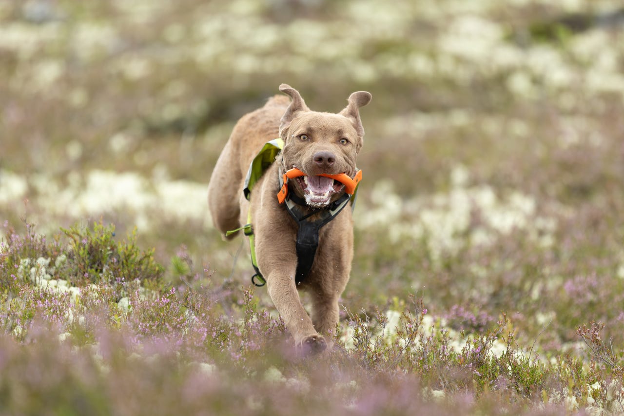 Chesapeake bay retriever